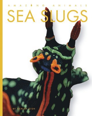 Sea Slugs